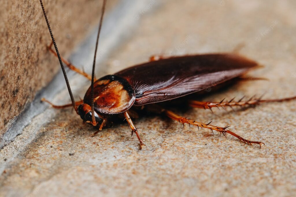 Cockroach control near me