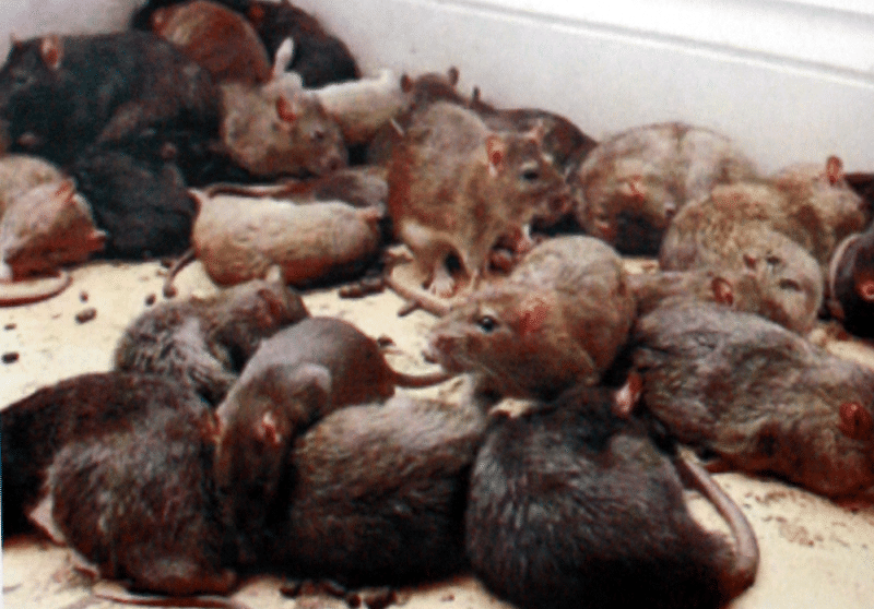 Rat control in muscat