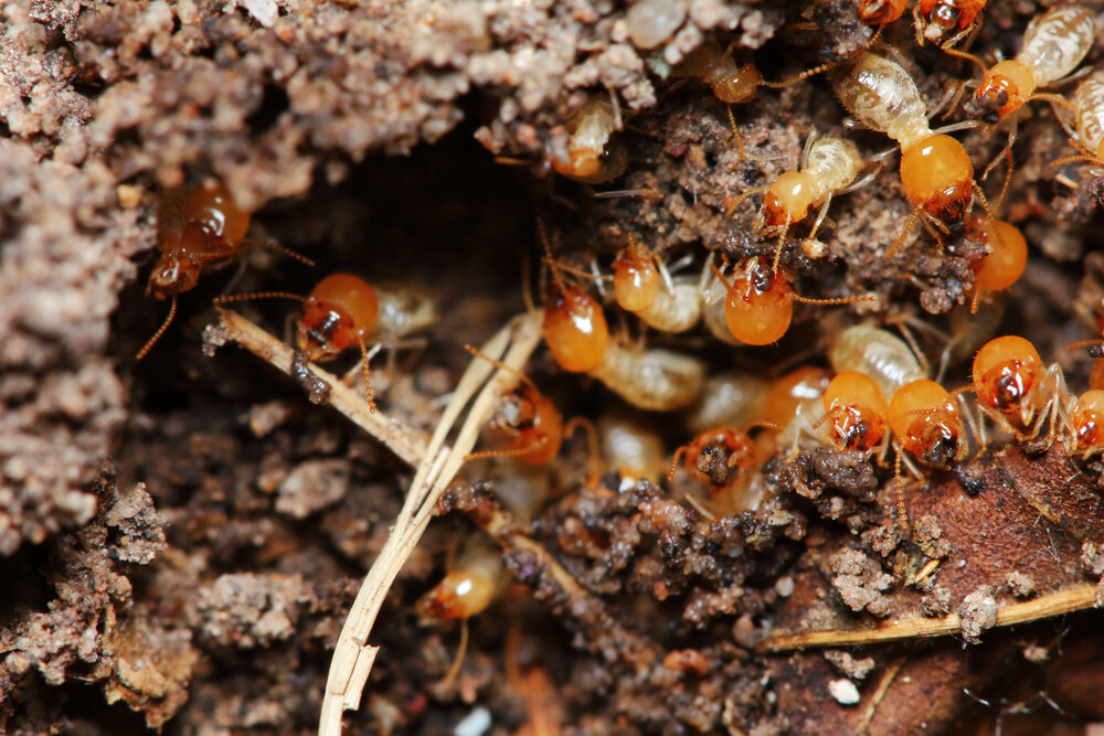 Termites control in Muscat